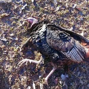 Meet your Posher, Steve